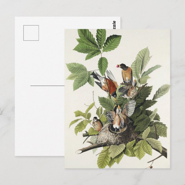Vintage Audubon American Robin Bird Nest Art Postcard (Front/Back)