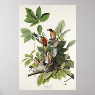 Vintage Audubon American Robin Bird Nest Art Poster