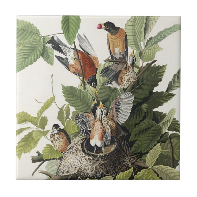 Vintage Audubon American Robin Bird Nest Art Tile (Front)