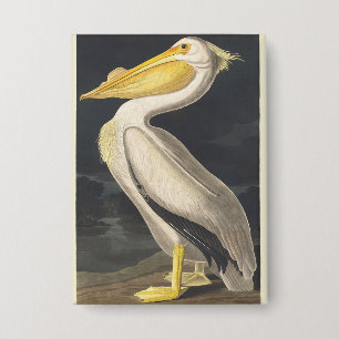 Vintage Audubon American White Pelican Bird Art