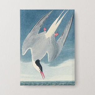 Vintage Audubon Arctic Tern Coastal Bird Art