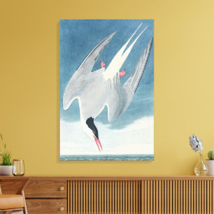 Vintage Audubon Arctic Tern Coastal Bird Art Canvas Print