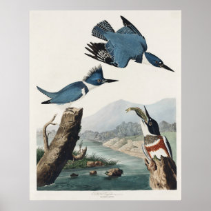 Vintage Audubon Belted Kingfisher Bird Art Poster