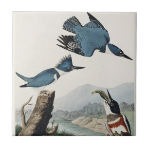Vintage Audubon Belted Kingfisher Bird Art Tile