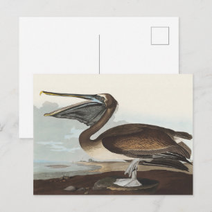 Vintage Audubon Brown Pelican Coastal Bird Art Postcard
