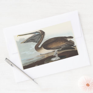 Vintage Audubon Brown Pelican Coastal Bird Art Sticker