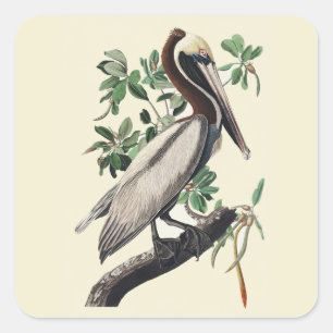 Vintage Audubon Brown Pelican Wild Bird Art Square Sticker