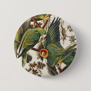 Vintage Audubon Carolina Parakeet Bird Art 2 Inch Round Button