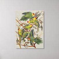 Vintage Audubon Carolina Parakeet Bird Art
