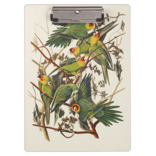 Vintage Audubon Carolina Parakeet Bird Art Clipboard