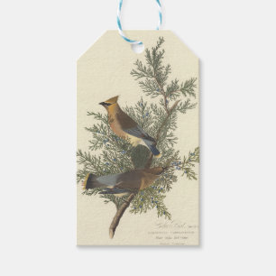 Vintage Audubon Cedar Waxwing Bird Nature Art Gift Tags