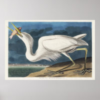 Vintage Audubon Great White Heron Bird Art