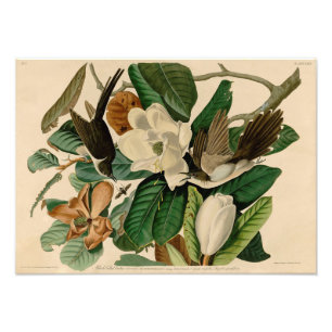 Vintage Audubon Illustration Black Billed Cuckoo Photo Print