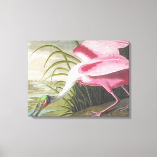 Vintage Audubon Illustration Spoonbill Bird Canvas Print