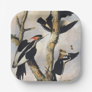 Vintage Audubon Ivory Billed Woodpecker Art Paper Plate