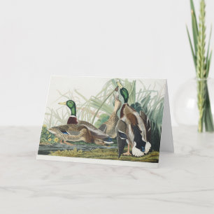 Vintage Audubon Mallard Duck Wildlife Art Holiday Card