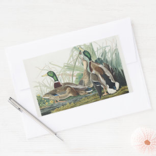 Vintage Audubon Mallard Duck Wildlife Art Sticker