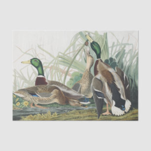 Vintage Audubon Mallard Duck Wildlife Art Tissue Paper