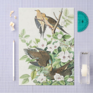 Vintage Audubon Mourning Dove Bird Flower Art Tissue Paper