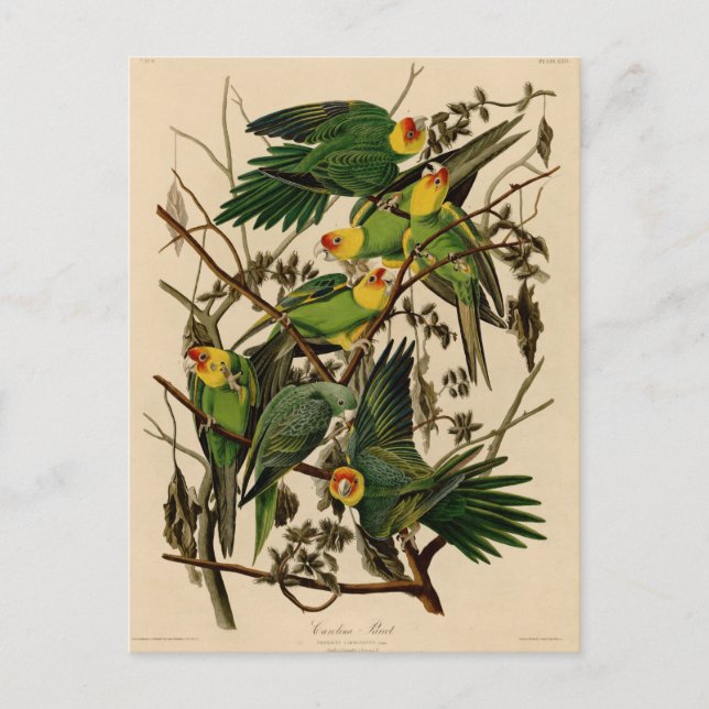 Vintage Audubon Parrot Postcard (Front)