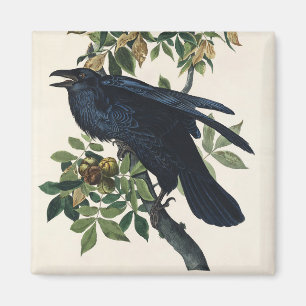 Vintage Audubon Raven Bird Nature Art Magnet