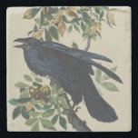 Vintage Audubon Raven Bird Nature Art Stone Coaster<br><div class="desc">This striking masterpiece, Common Raven (Plate 101), is a standout illustration from John James Audubon’s monumental 19th-century work, The Birds of America. Audubon, the premier American naturalist, masterfully depicts the raven’s glossy, jet-black plumage with incredible detail, perched amidst the lush green leaves and ripening nuts of a Shell-bark Hickory tree....</div>