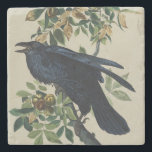 Vintage Audubon Raven Bird Nature Art Stone Coaster<br><div class="desc">This striking masterpiece, Common Raven (Plate 101), is a standout illustration from John James Audubon’s monumental 19th-century work, The Birds of America. Audubon, the premier American naturalist, masterfully depicts the raven’s glossy, jet-black plumage with incredible detail, perched amidst the lush green leaves and ripening nuts of a Shell-bark Hickory tree....</div>
