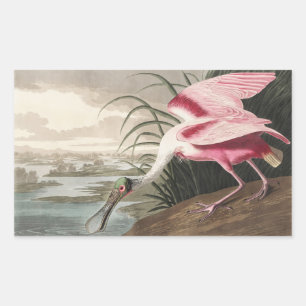 Vintage Audubon Roseate Spoonbill Bird Art Sticker