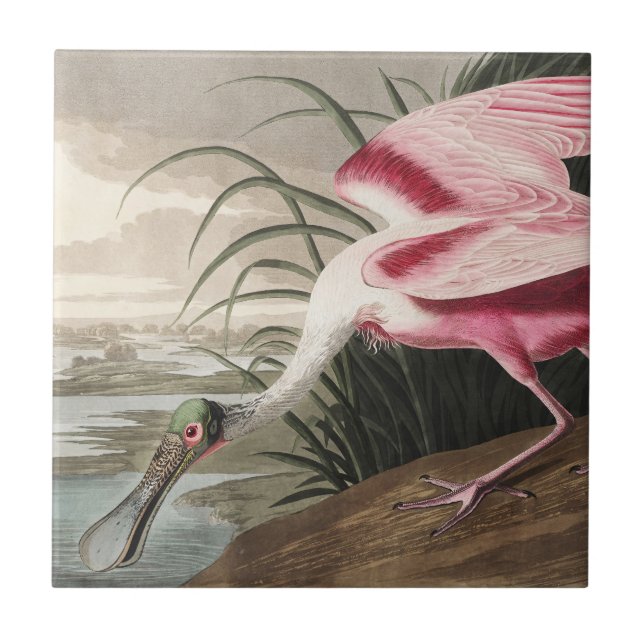 Vintage Audubon Roseate Spoonbill Bird Art Tile (Front)