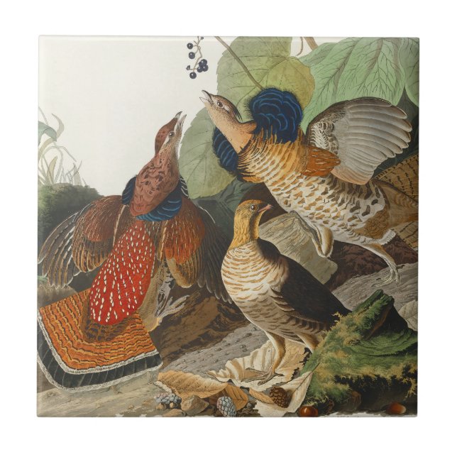 Vintage Audubon Ruffed Grouse Bird Nature Art Tile (Front)