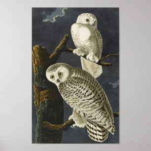 Vintage Audubon Snowy Owl Poster Print