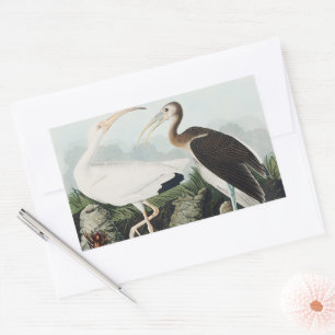 Vintage Audubon White Ibis Bird Nature Art Sticker