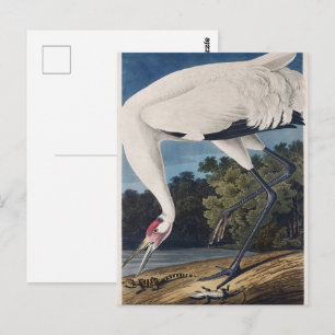 Vintage Audubon Whooping Crane Bird Nature Art Postcard