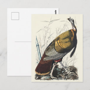 Vintage Audubon Wild Turkey Thanksgiving Decor Art Postcard