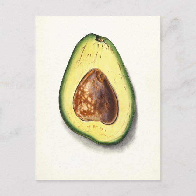 Vintage Avocado Botanical Illustration Postcard (Front)