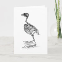 Vintage baby bird skeleton etching
