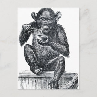Vintage Baby Chimpanzee Drawing Postcard
