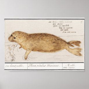 Vintage Baby Seal Illustration Poster