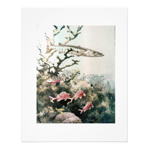 Vintage Barracuda and Reef Fishes Photo Print