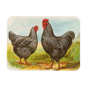 Vintage Barred Plymouth Rock Chickens Magnet