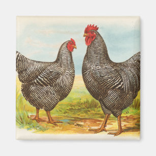 Vintage Barred Plymouth Rock Chickens Magnet