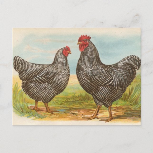 Vintage "Barred Plymouth Rock Chickens" Postcard (Front)