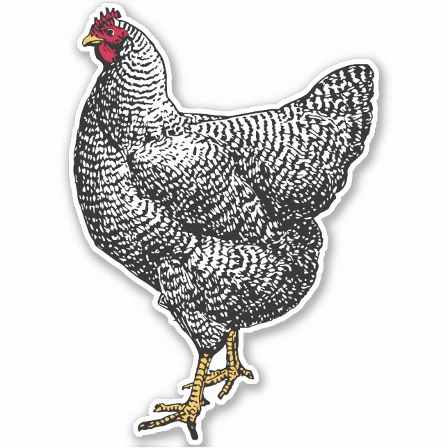Vintage Barred Rock Plymouth Chicken (Front)