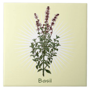 Vintage Basil Herb Botanical Art Ceramic Tile