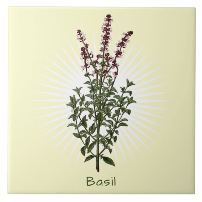 Vintage Basil Herb Botanical Art Ceramic Tile (Front)