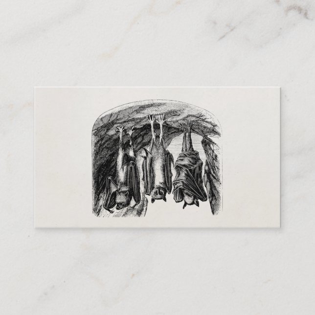 Vintage Bat 1800s Flying Fox Bat Business Card (Front)