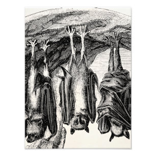 Vintage Bat 1800s Flying Fox Bat Photo Print