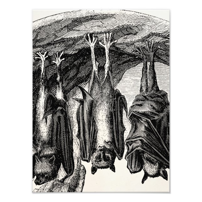 Vintage Bat 1800s Flying Fox Bat Photo Print (Front)