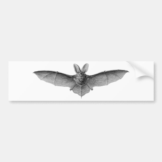 Vintage Bat Bumper Sticker (Front)