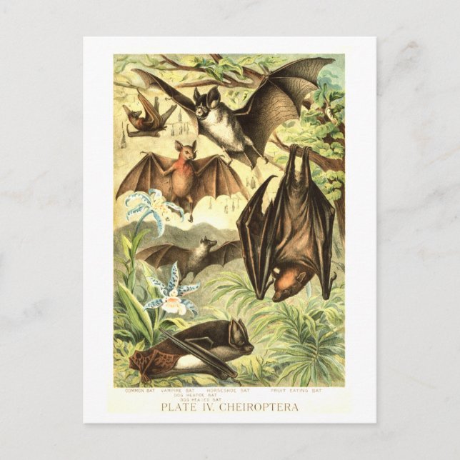 Vintage Bat Illustration Postcard (Front)
